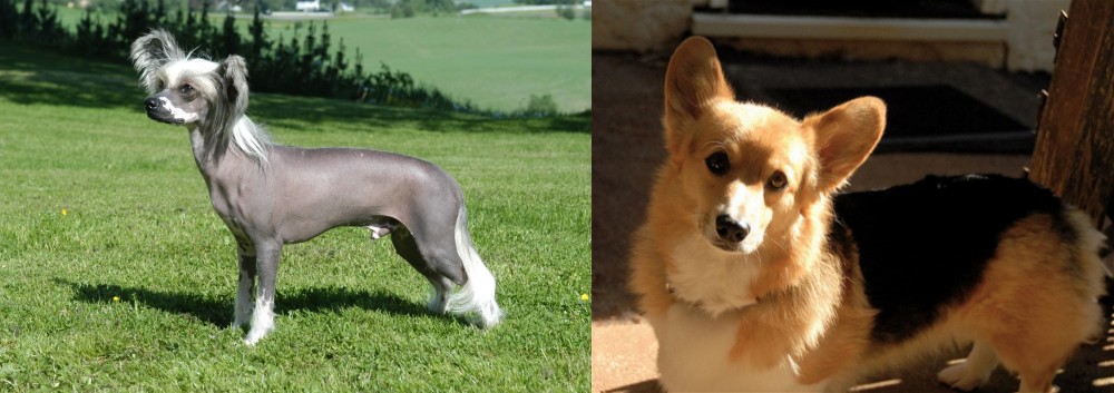 Dorgi vs Chinese Crested Dog - Breed Comparison