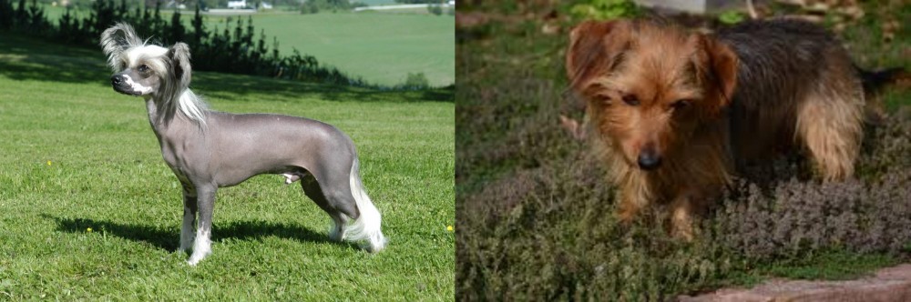 Dorkie vs Chinese Crested Dog - Breed Comparison