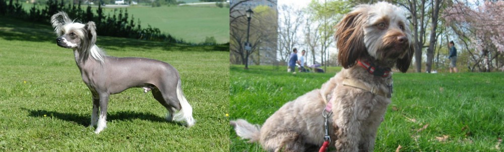Doxiepoo vs Chinese Crested Dog - Breed Comparison