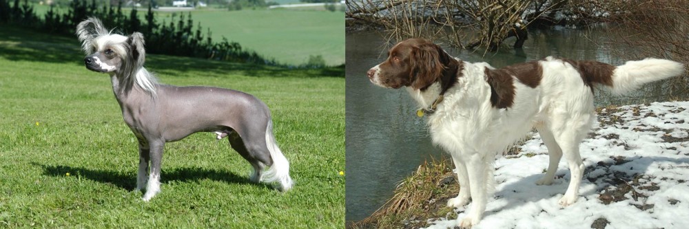 Drentse Patrijshond vs Chinese Crested Dog - Breed Comparison