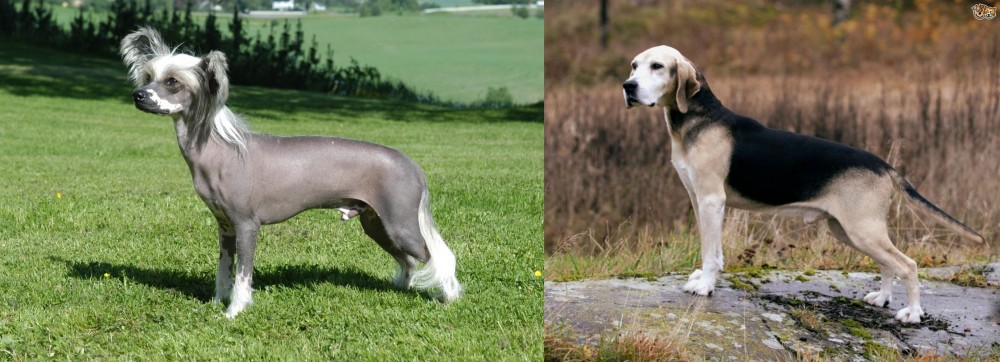 Dunker vs Chinese Crested Dog - Breed Comparison
