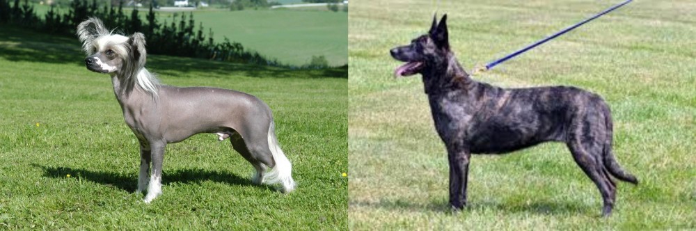 Dutch Shepherd vs Chinese Crested Dog - Breed Comparison