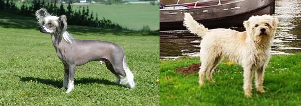 Dutch Smoushond vs Chinese Crested Dog - Breed Comparison