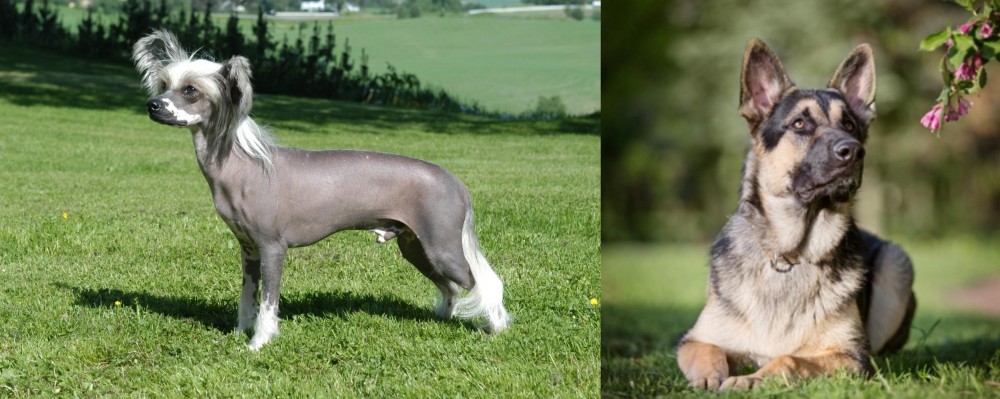 East European Shepherd vs Chinese Crested Dog - Breed Comparison