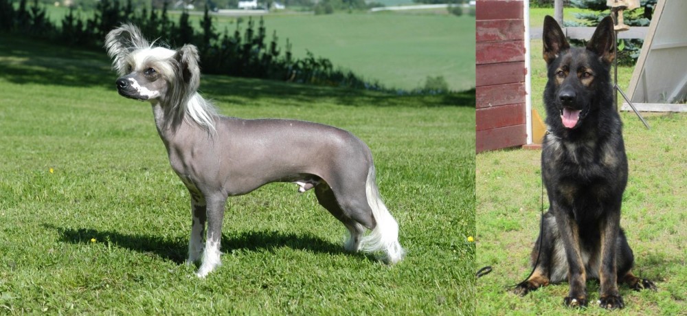 East German Shepherd vs Chinese Crested Dog - Breed Comparison