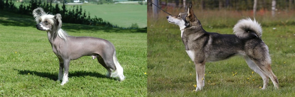 East Siberian Laika vs Chinese Crested Dog - Breed Comparison