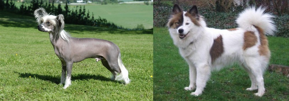 Elo vs Chinese Crested Dog - Breed Comparison