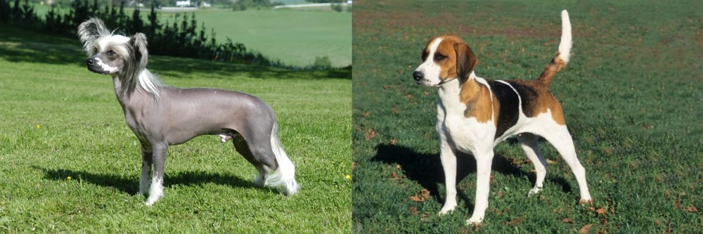 English Foxhound vs Chinese Crested Dog - Breed Comparison