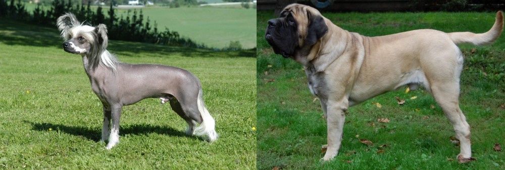 English Mastiff vs Chinese Crested Dog - Breed Comparison
