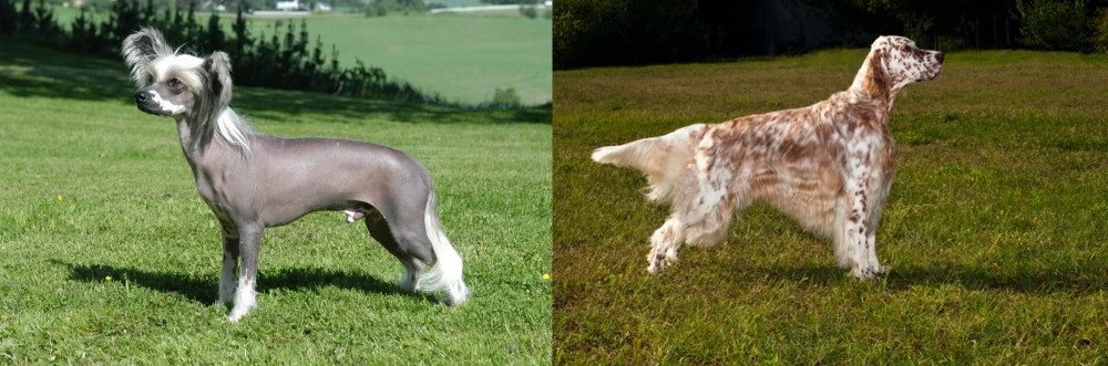 English Setter vs Chinese Crested Dog - Breed Comparison