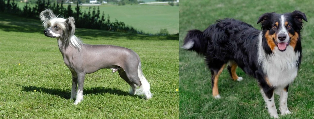 English Shepherd vs Chinese Crested Dog - Breed Comparison