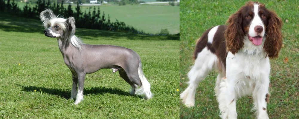 English Springer Spaniel vs Chinese Crested Dog - Breed Comparison