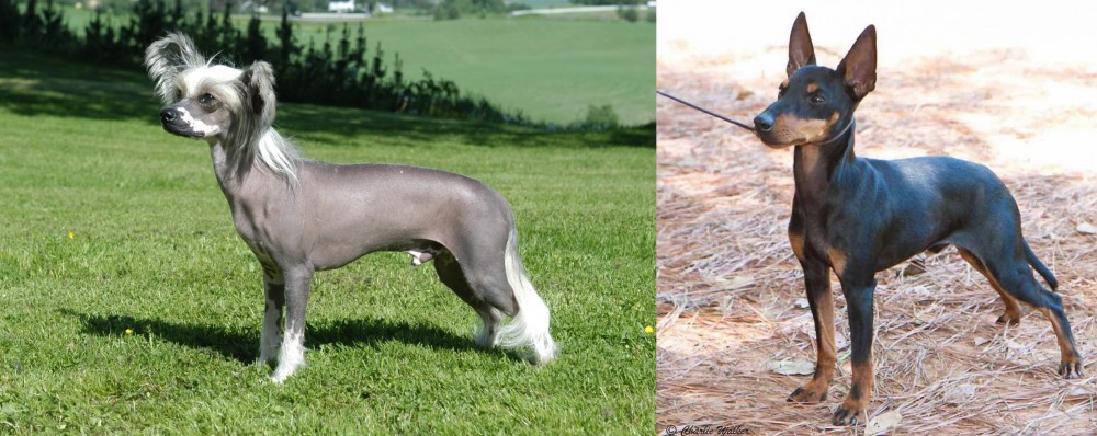 English Toy Terrier (Black & Tan) vs Chinese Crested Dog - Breed Comparison