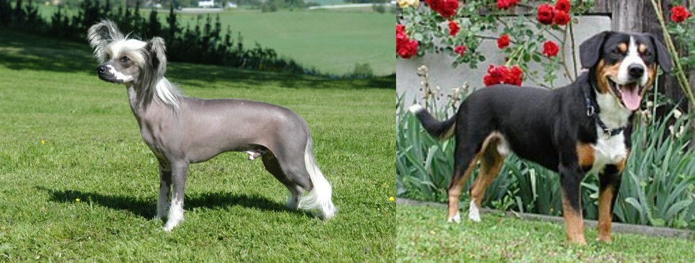 Entlebucher Mountain Dog vs Chinese Crested Dog - Breed Comparison