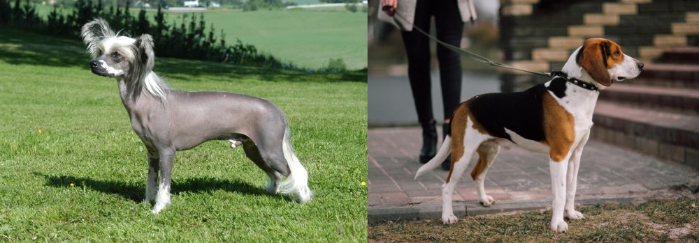 Estonian Hound vs Chinese Crested Dog - Breed Comparison