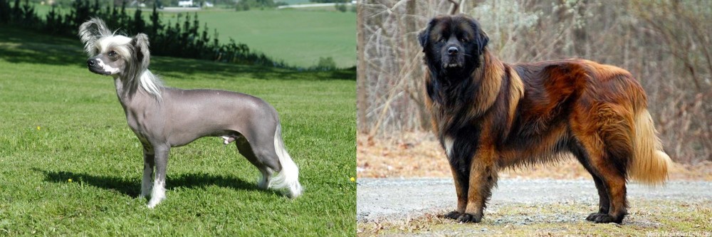 Estrela Mountain Dog vs Chinese Crested Dog - Breed Comparison