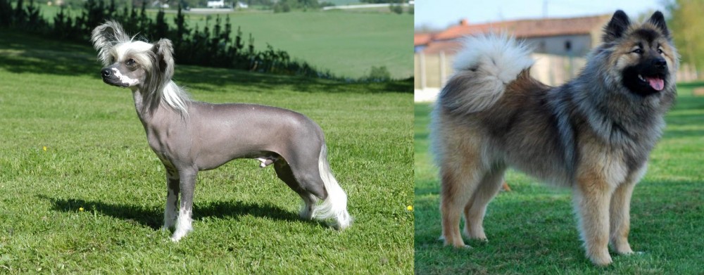 Eurasier vs Chinese Crested Dog - Breed Comparison
