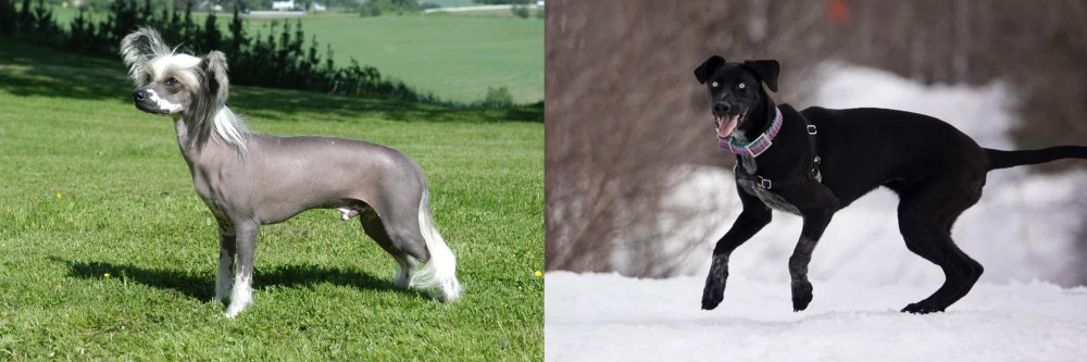 Eurohound vs Chinese Crested Dog - Breed Comparison