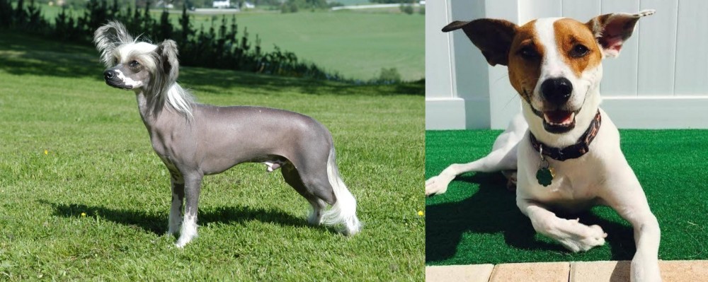 Feist vs Chinese Crested Dog - Breed Comparison