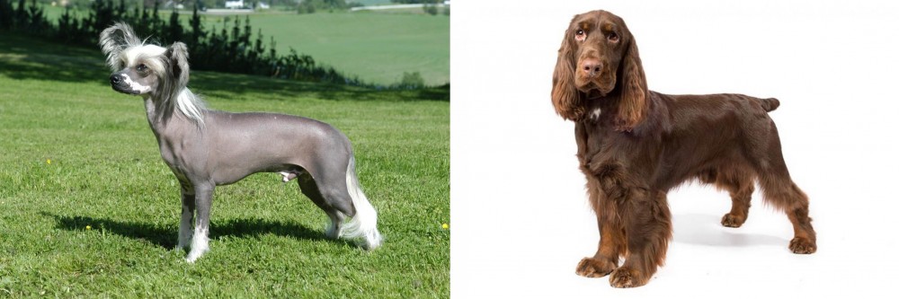 Field Spaniel vs Chinese Crested Dog - Breed Comparison