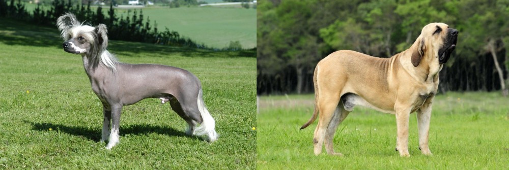 Fila Brasileiro vs Chinese Crested Dog - Breed Comparison