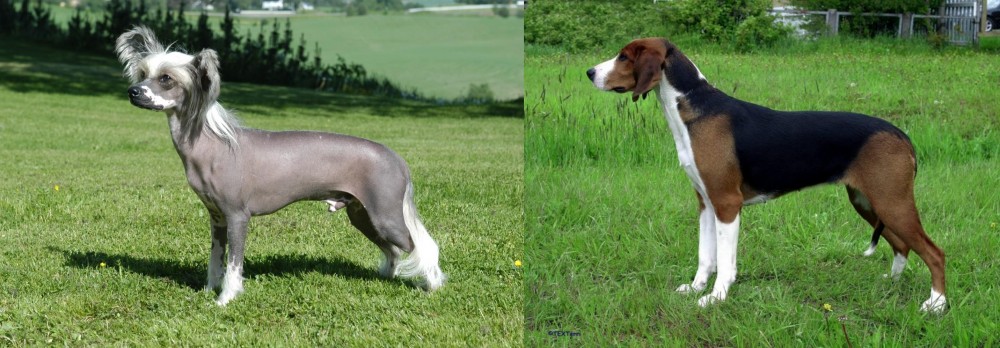 Finnish Hound vs Chinese Crested Dog - Breed Comparison