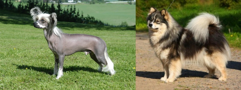 Finnish Lapphund vs Chinese Crested Dog - Breed Comparison