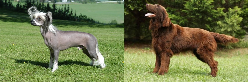 Flat-Coated Retriever vs Chinese Crested Dog - Breed Comparison