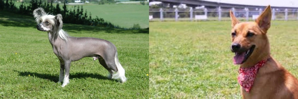 Formosan Mountain Dog vs Chinese Crested Dog - Breed Comparison