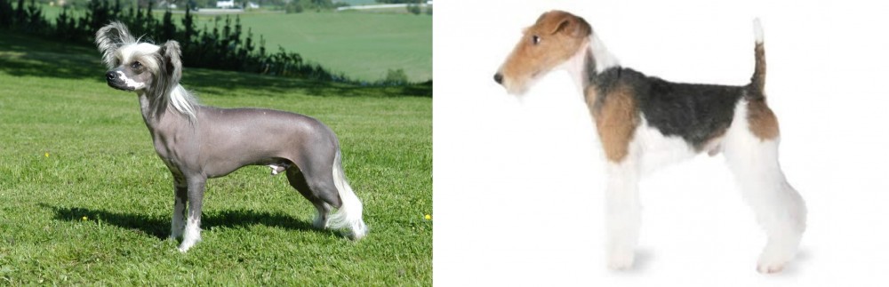 Fox Terrier vs Chinese Crested Dog - Breed Comparison
