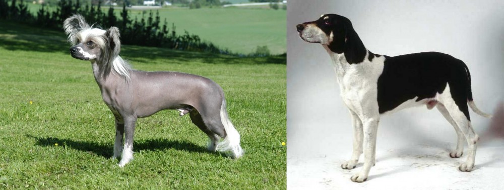 Francais Blanc et Noir vs Chinese Crested Dog - Breed Comparison