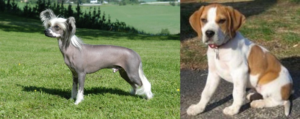 Francais Blanc et Orange vs Chinese Crested Dog - Breed Comparison