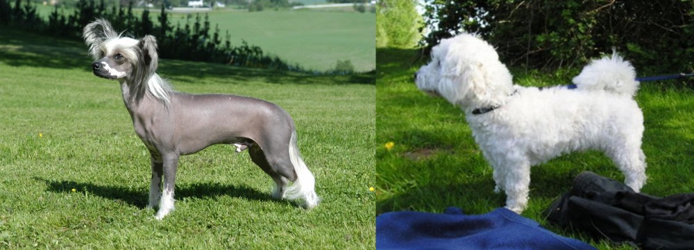 Franzuskaya Bolonka vs Chinese Crested Dog - Breed Comparison