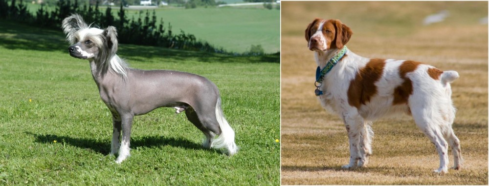 French Brittany vs Chinese Crested Dog - Breed Comparison