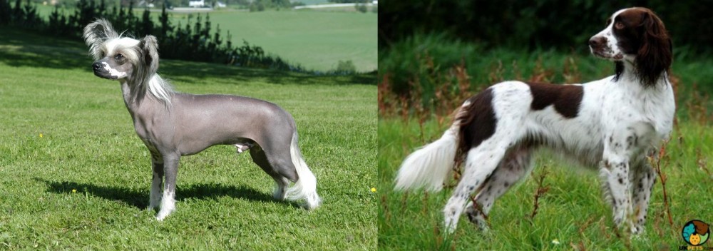 French Spaniel vs Chinese Crested Dog - Breed Comparison
