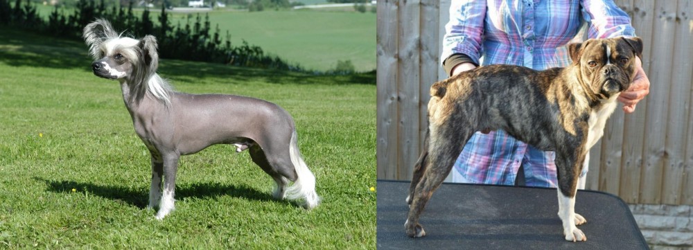 Fruggle vs Chinese Crested Dog - Breed Comparison