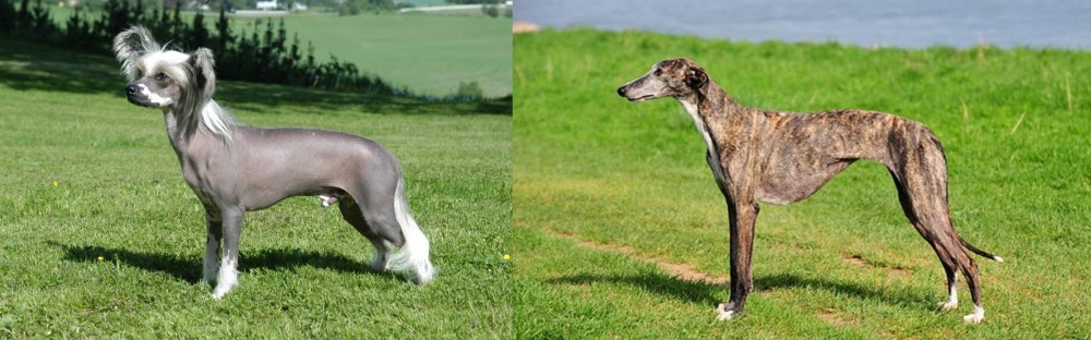 Galgo Espanol vs Chinese Crested Dog - Breed Comparison