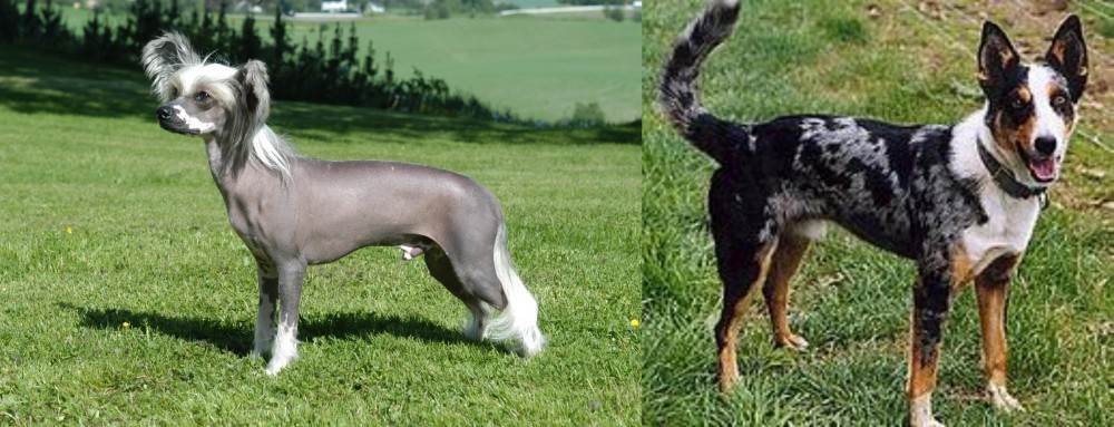 German Coolie vs Chinese Crested Dog - Breed Comparison