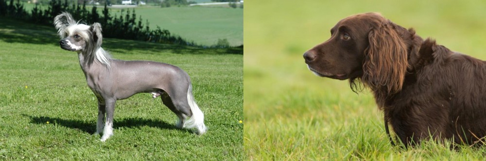 German Longhaired Pointer vs Chinese Crested Dog - Breed Comparison