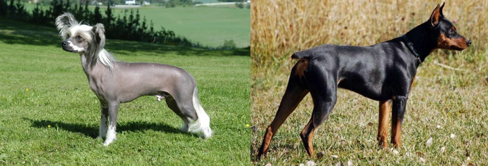 German Pinscher vs Chinese Crested Dog - Breed Comparison