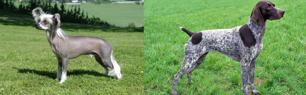 German Shorthaired Pointer vs Chinese Crested Dog - Breed Comparison