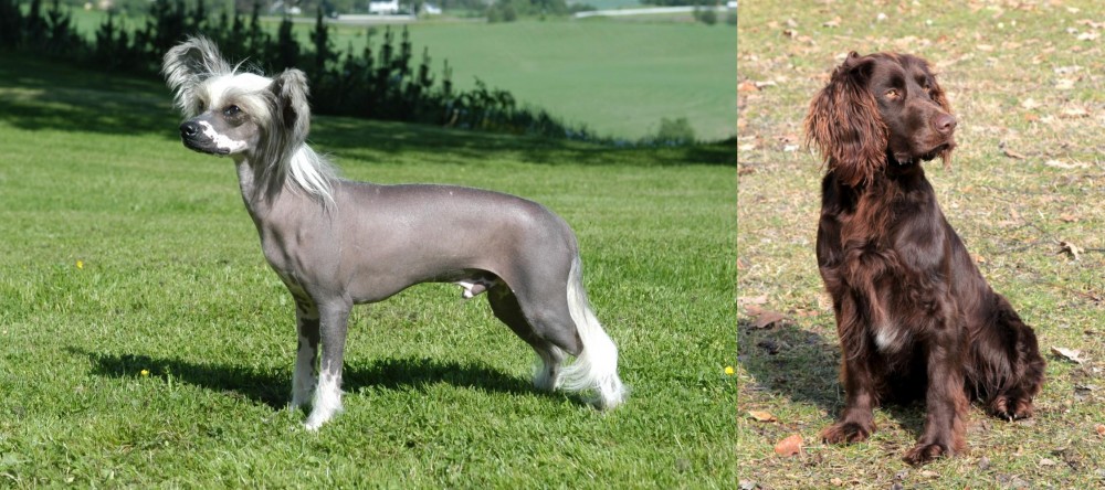 German Spaniel vs Chinese Crested Dog - Breed Comparison