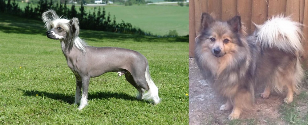 German Spitz (Mittel) vs Chinese Crested Dog - Breed Comparison