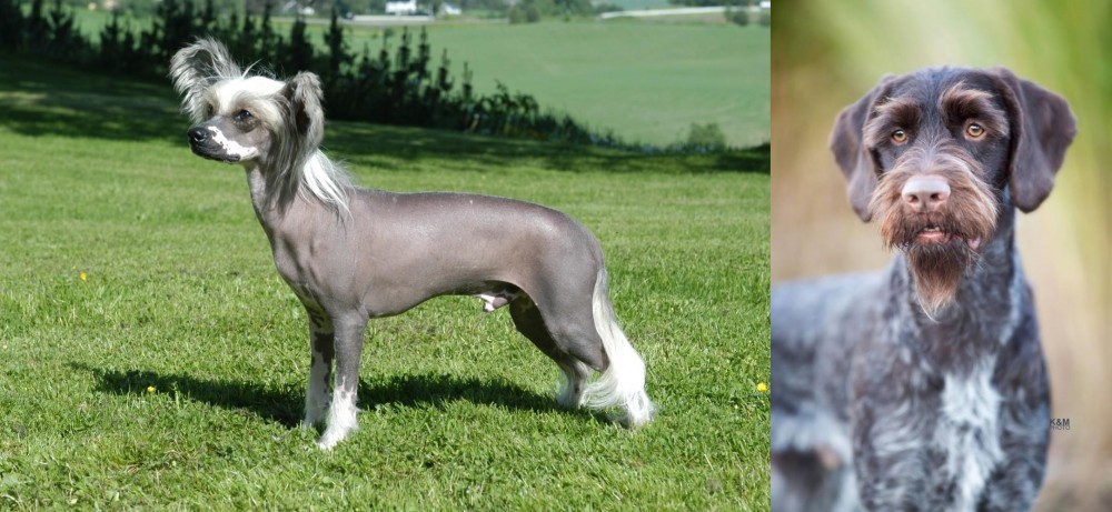 German Wirehaired Pointer vs Chinese Crested Dog - Breed Comparison