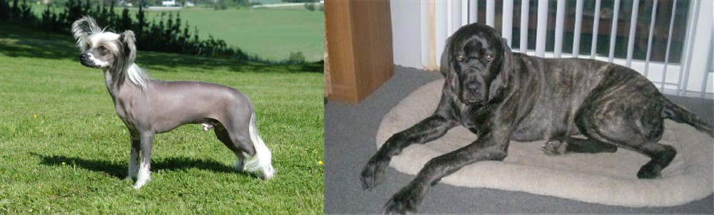 Giant Maso Mastiff vs Chinese Crested Dog - Breed Comparison