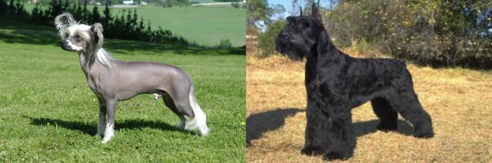 Giant Schnauzer vs Chinese Crested Dog - Breed Comparison