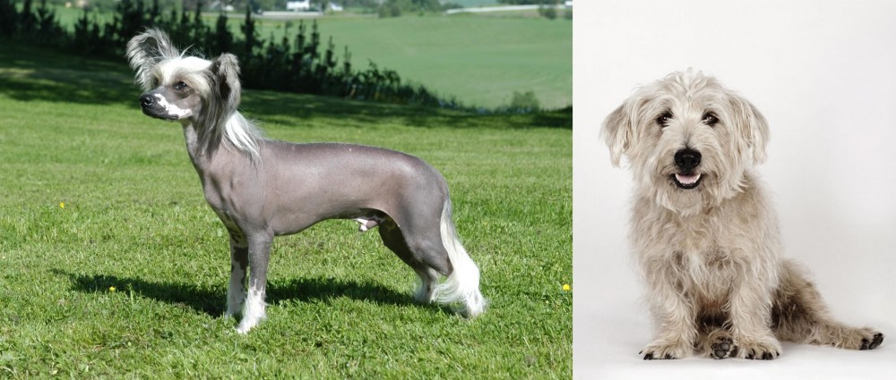 Glen of Imaal Terrier vs Chinese Crested Dog - Breed Comparison