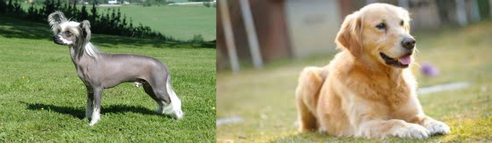 Goldador vs Chinese Crested Dog - Breed Comparison