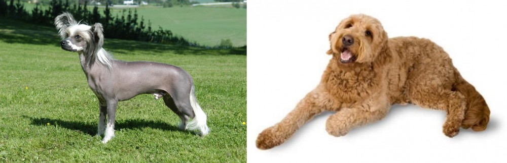Golden Doodle vs Chinese Crested Dog - Breed Comparison