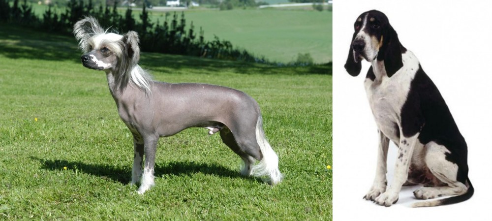 Grand Anglo-Francais Blanc et Noir vs Chinese Crested Dog - Breed Comparison